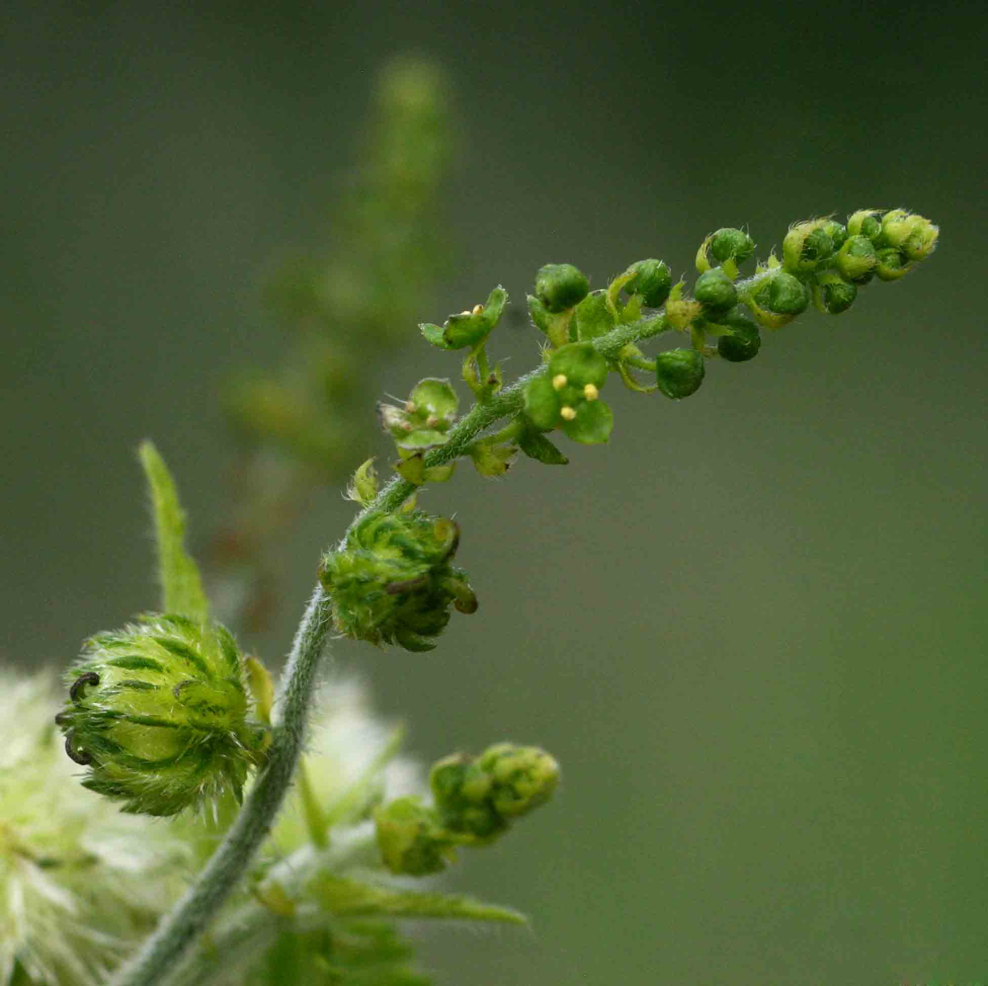 Tragia okanyua