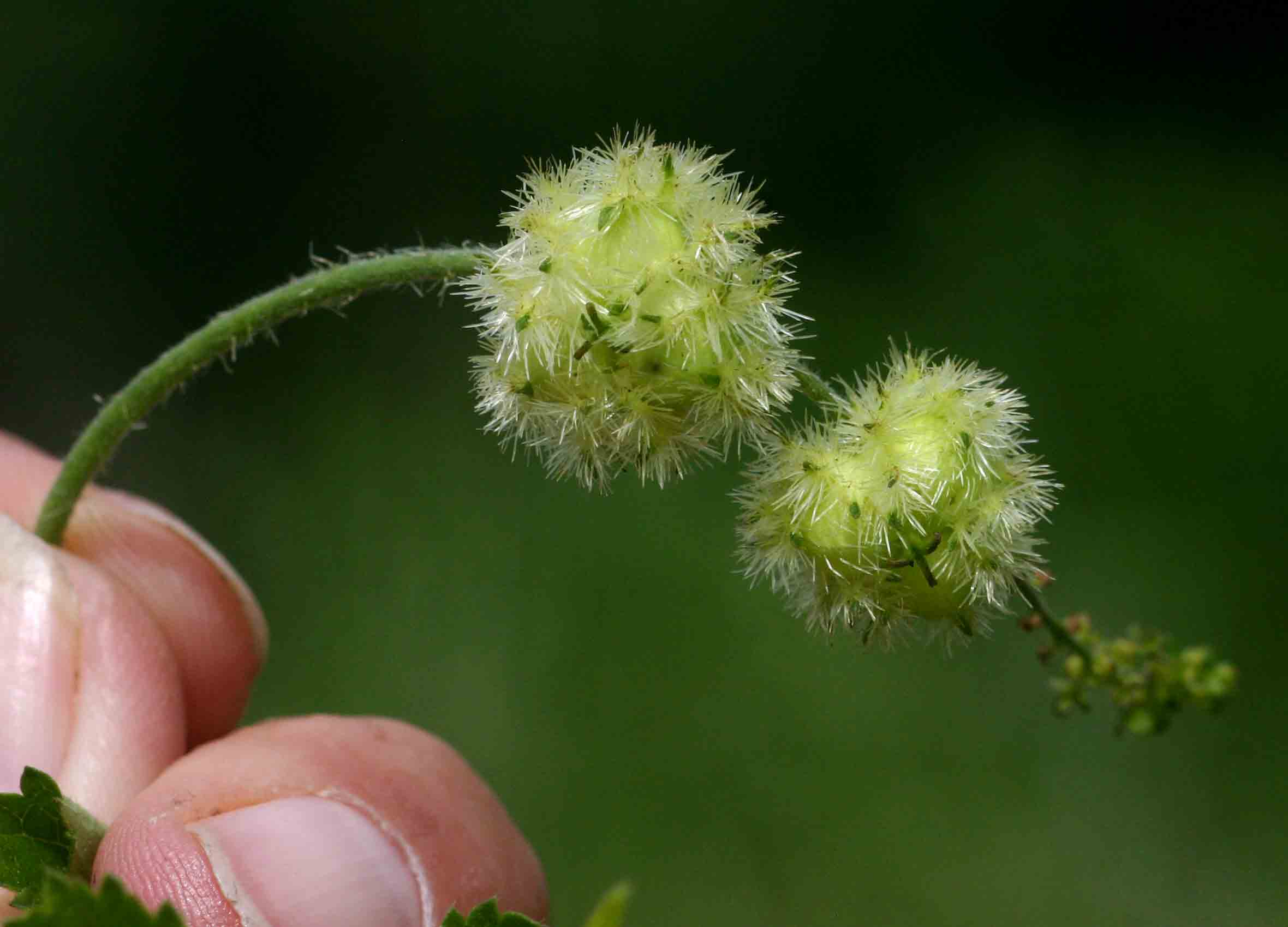 Tragia okanyua