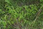 Tragia okanyua