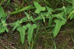Tragia okanyua