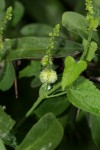 Tragia okanyua
