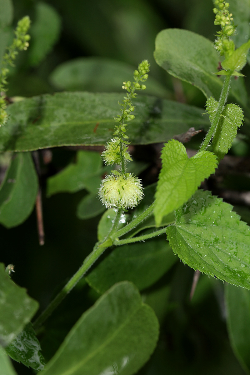 Tragia okanyua