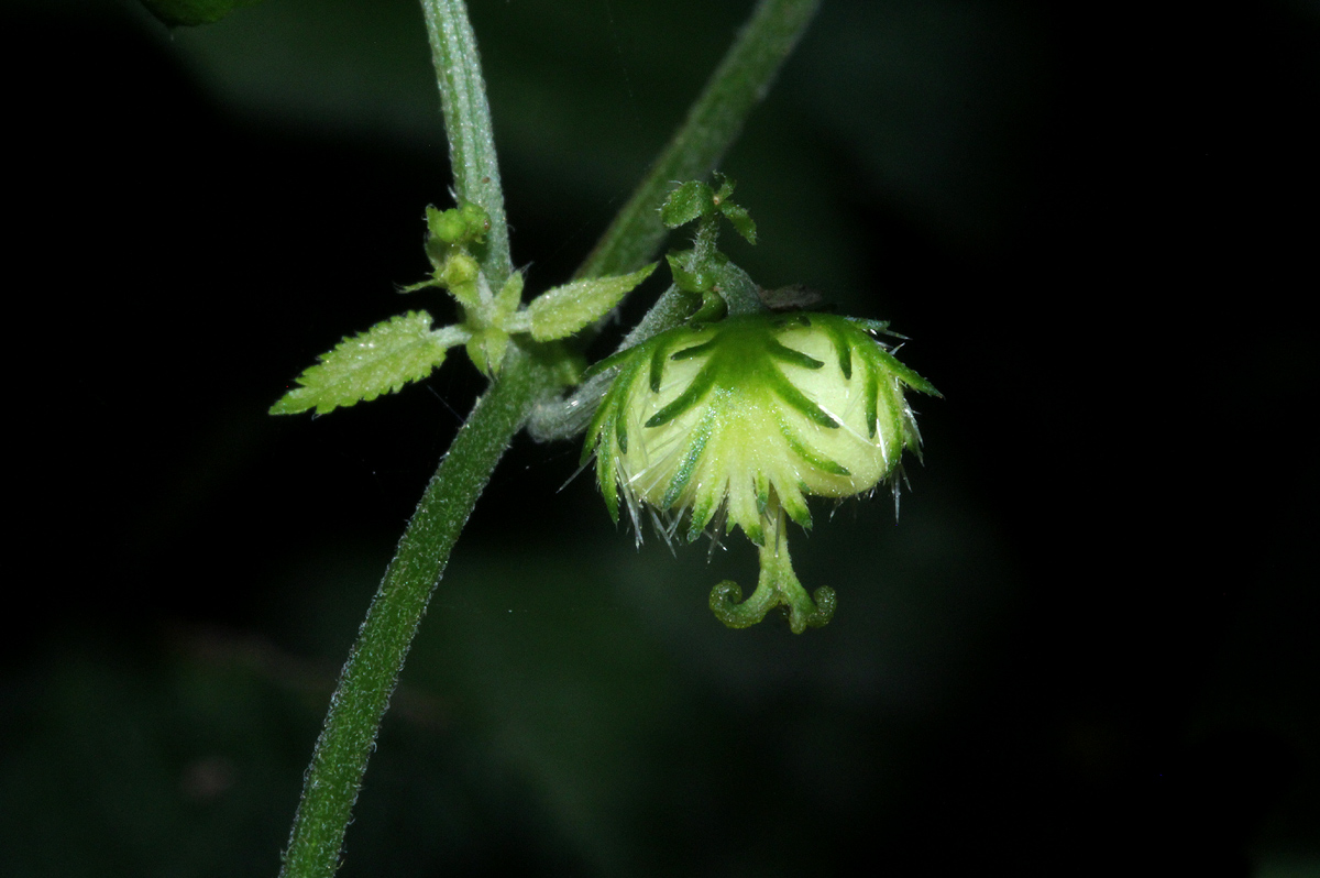 Tragiella natalensis