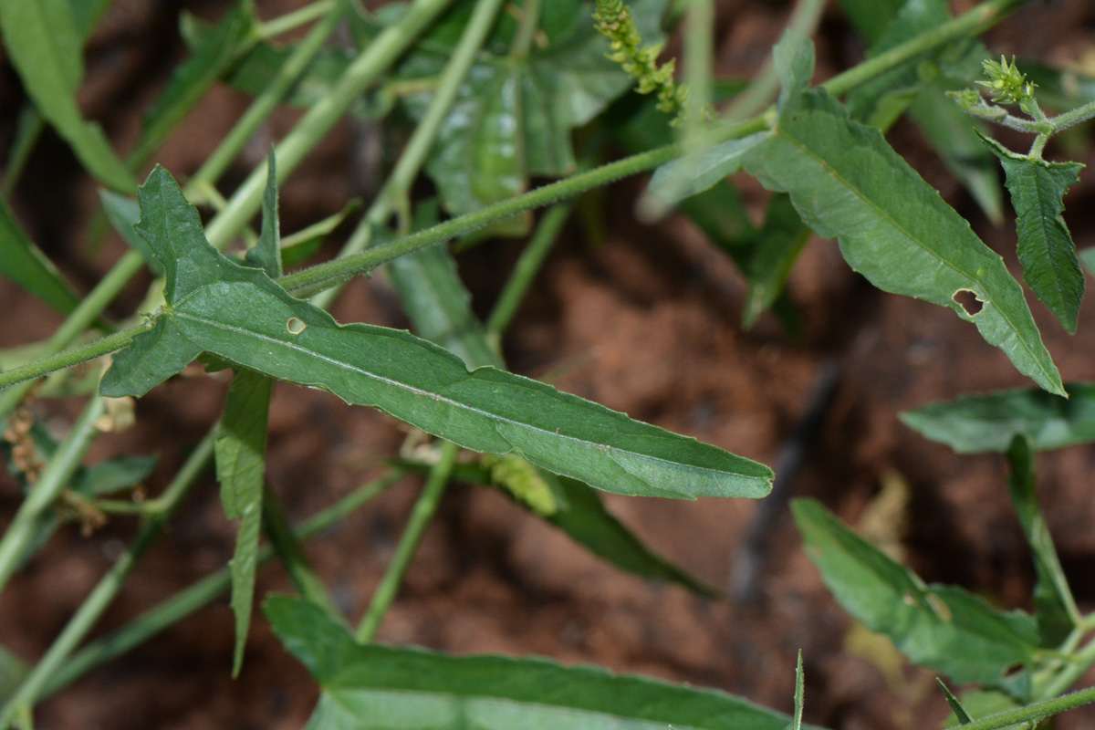 Plukenetia africana