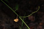 Plukenetia africana