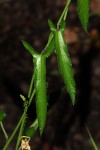 Plukenetia africana