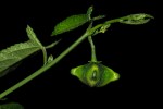 Plukenetia africana