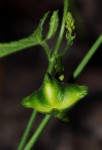 Plukenetia africana