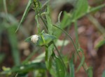 Plukenetia africana