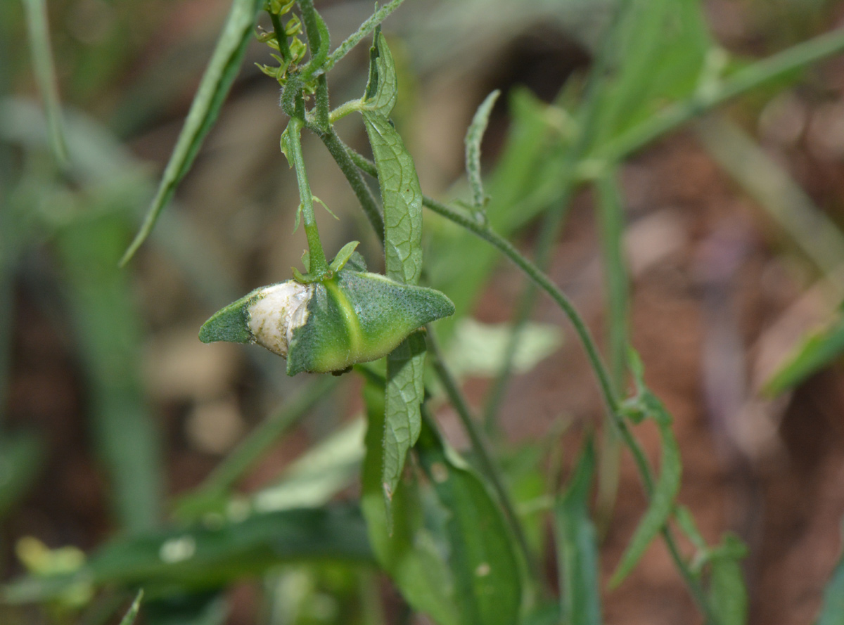 Plukenetia africana