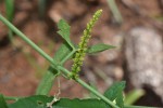 Plukenetia africana