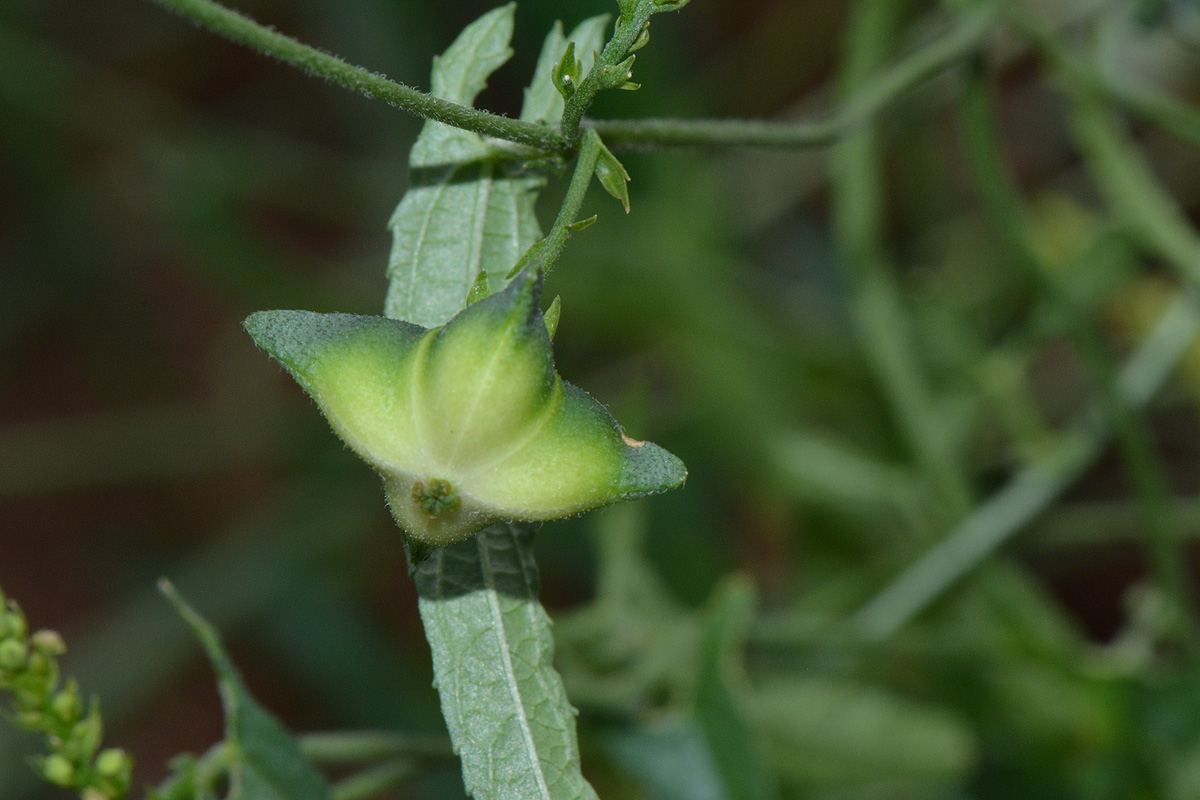 Plukenetia africana