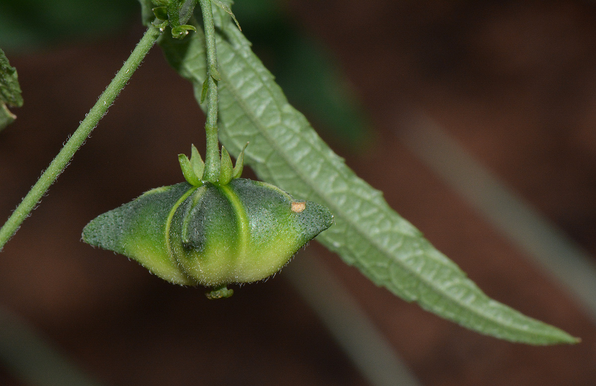 Plukenetia africana
