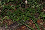 Plukenetia africana