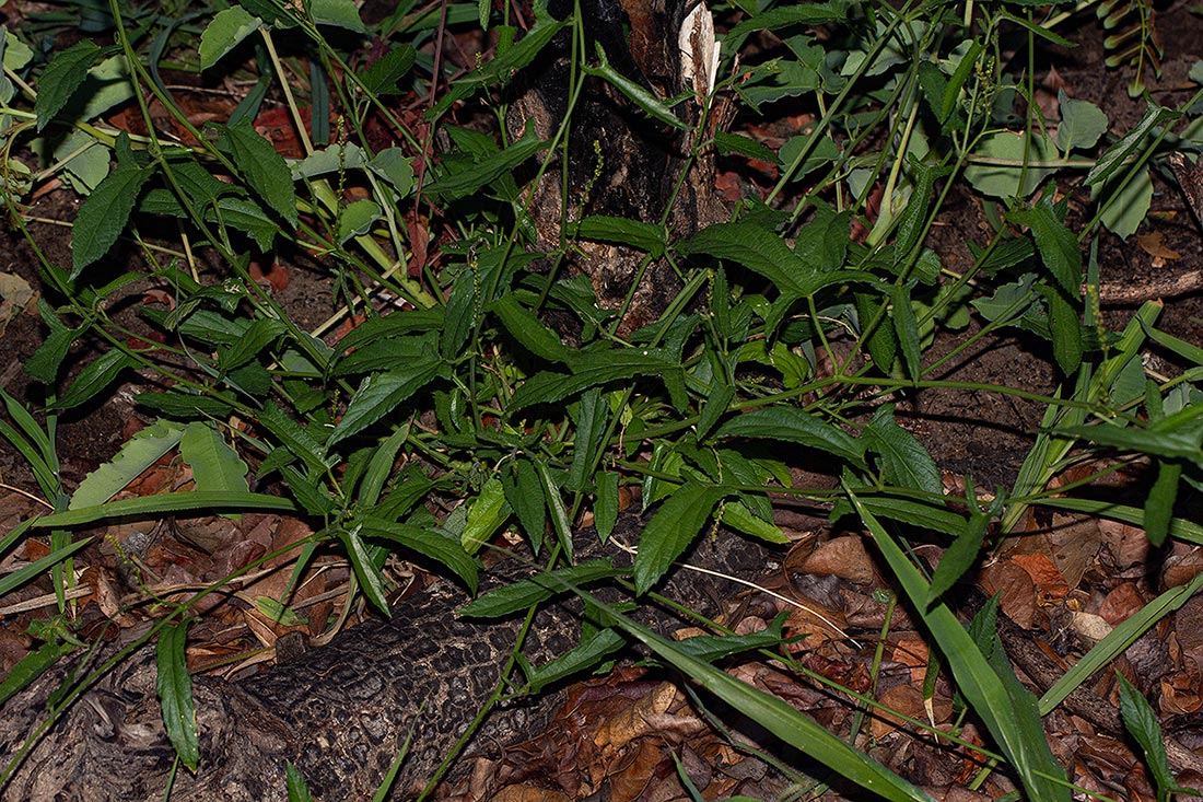 Plukenetia africana