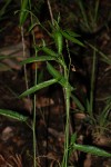 Plukenetia africana