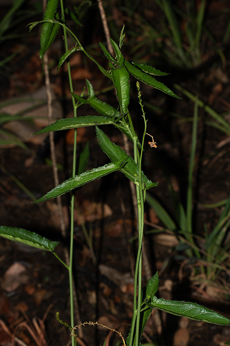 Plukenetia africana