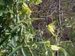 Dalechampia galpinii