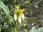 Dalechampia galpinii