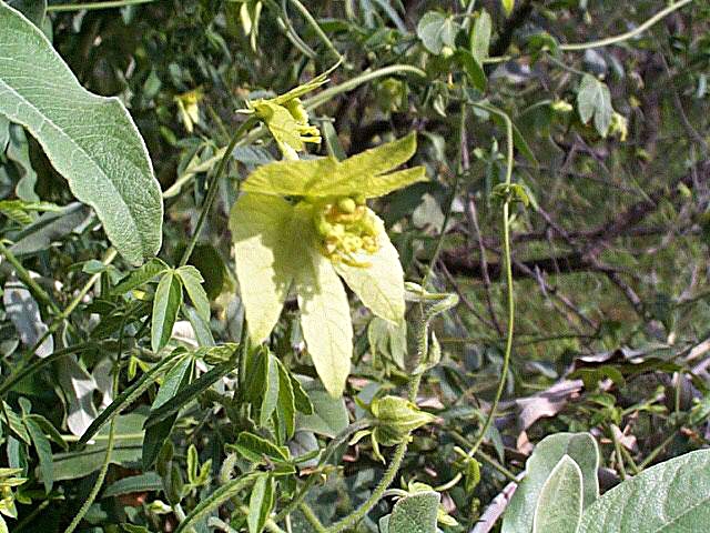 Dalechampia galpinii