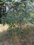 Ricinus communis var. communis
