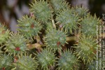 Ricinus communis var. communis