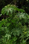 Ricinus communis var. communis