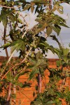 Ricinus communis var. communis