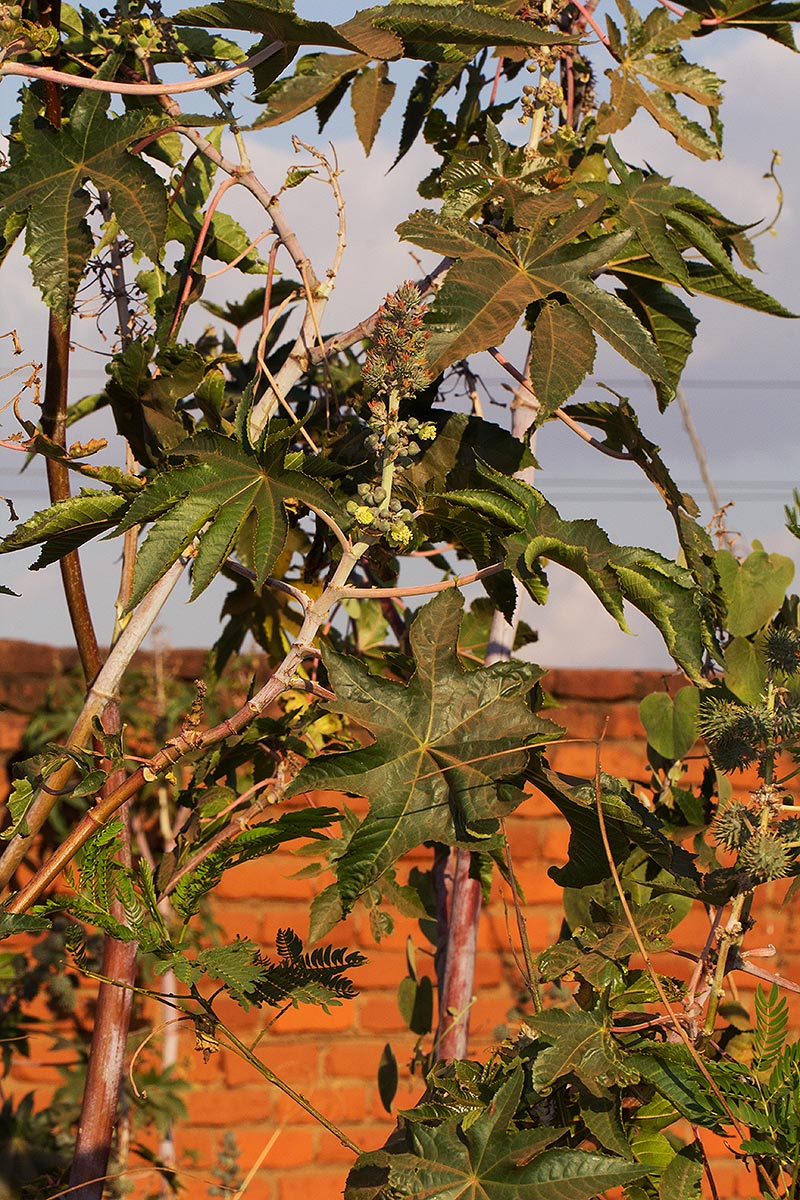 Ricinus communis var. communis