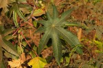Ricinus communis var. communis