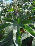 Ricinus communis var. communis