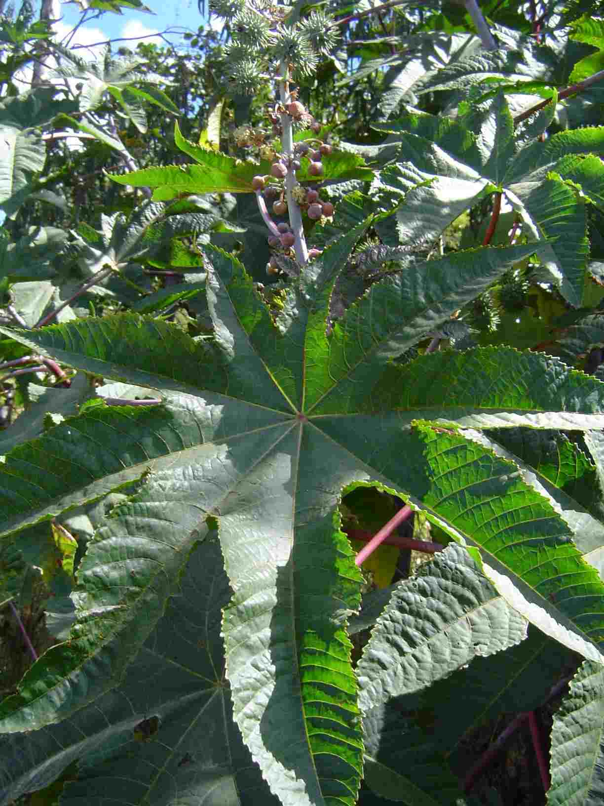 Ricinus communis var. communis