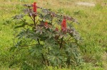 Ricinus communis var. communis