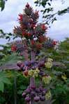 Ricinus communis var. communis