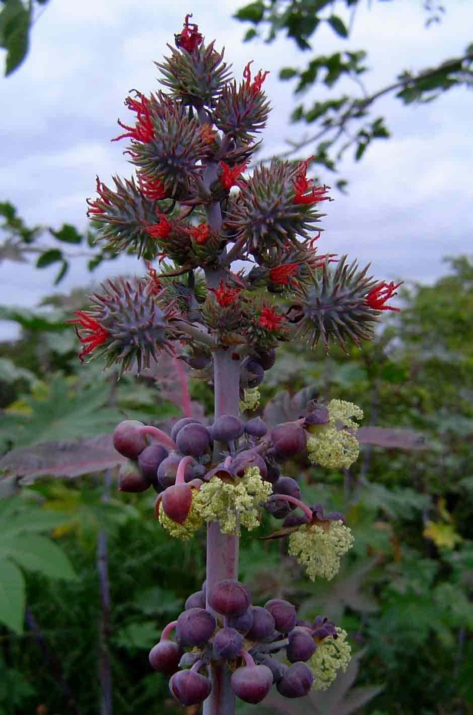 Ricinus communis var. communis
