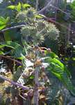 Ricinus communis var. communis