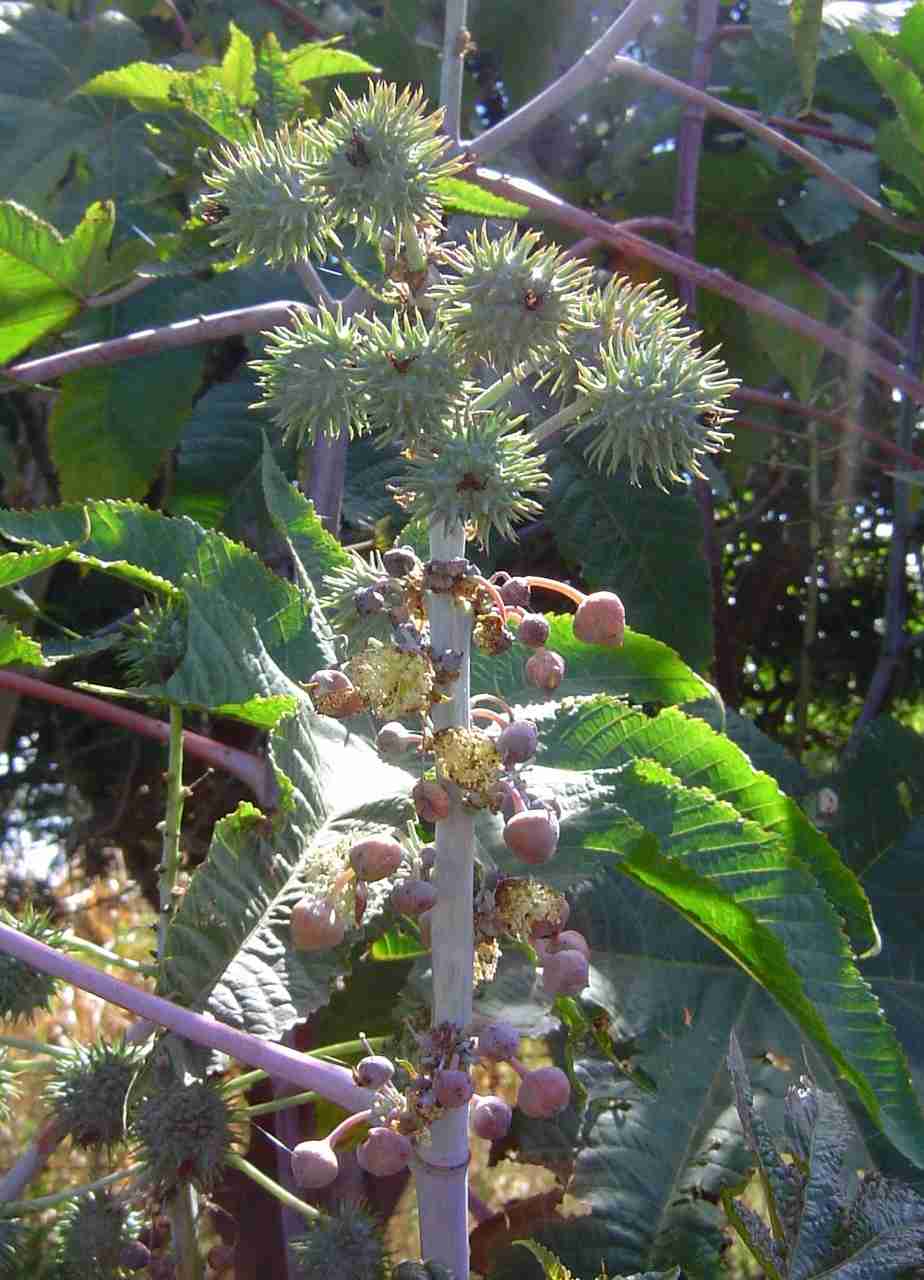 Ricinus communis var. communis