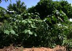 Ricinus communis var. communis