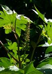 Ricinus communis var. communis