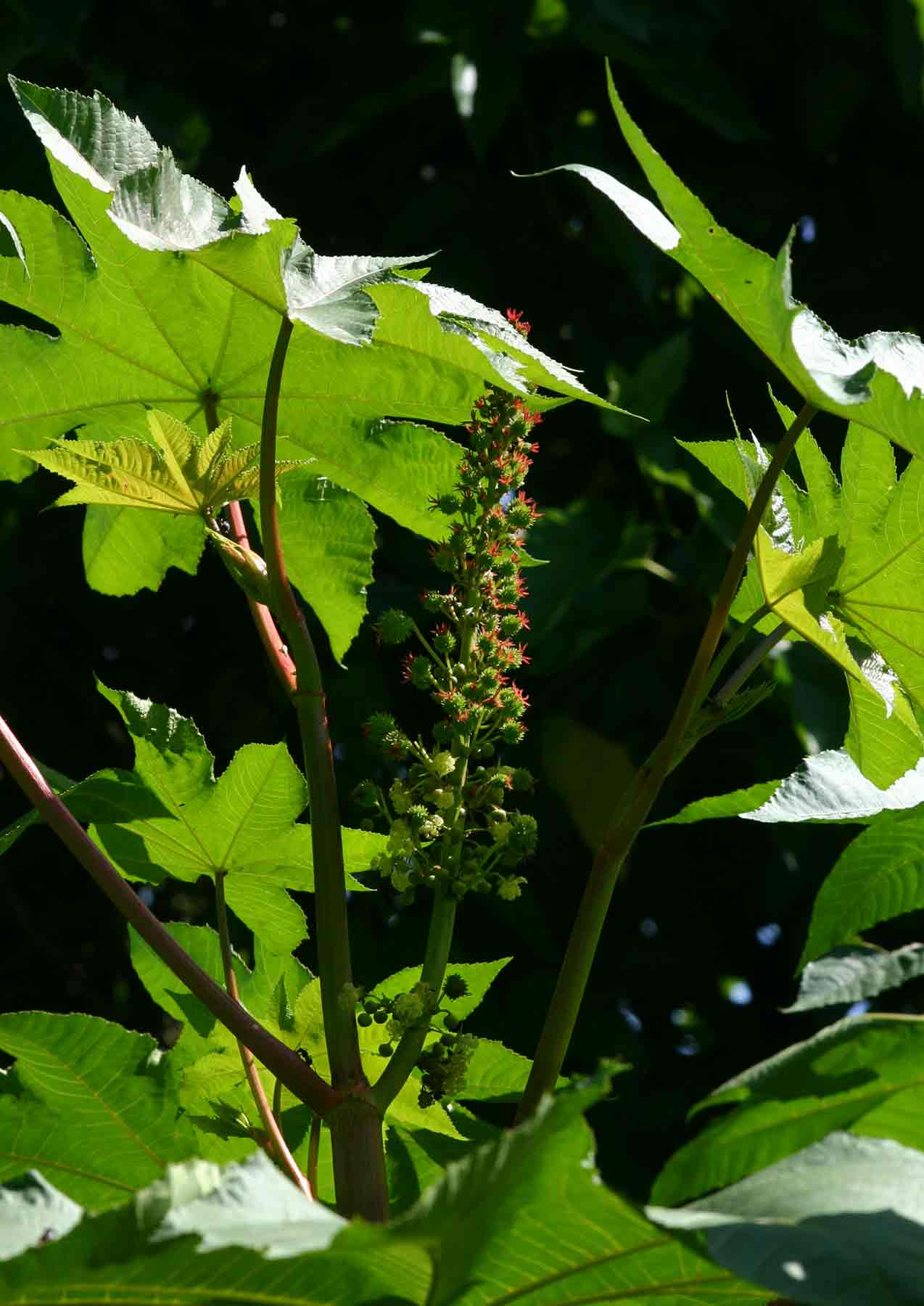 Ricinus communis var. communis