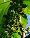 Ricinus communis var. communis