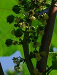 Ricinus communis var. communis