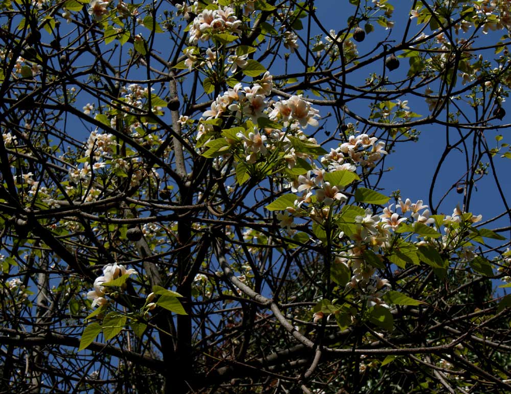 Vernicia fordii