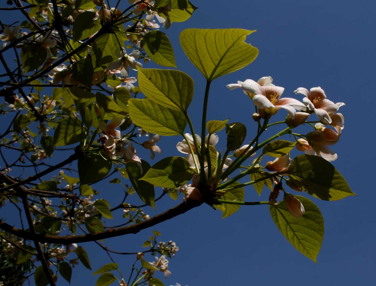 Vernicia fordii