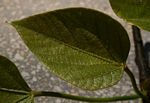 Vernicia fordii