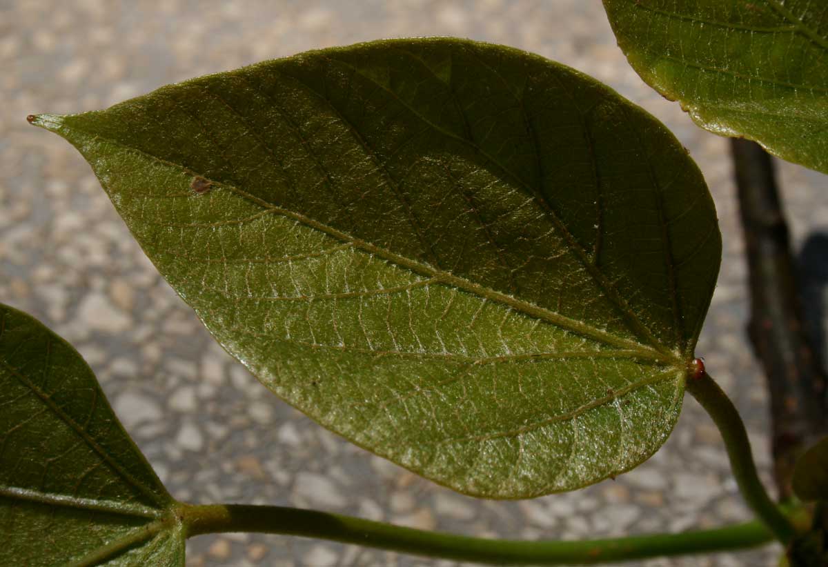 Vernicia fordii