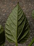 Vernicia fordii