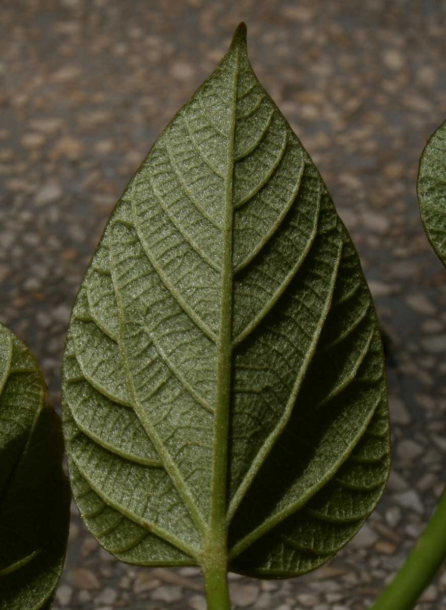 Vernicia fordii