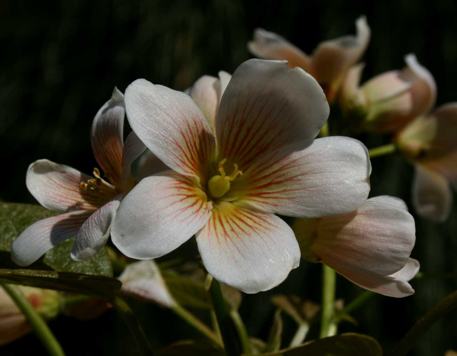 Vernicia fordii