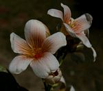 Vernicia fordii